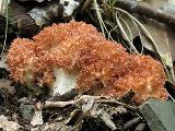 Ramaria botrytis