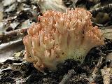 Ramaria botrytis