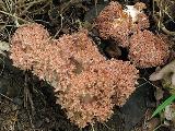 Ramaria botrytis 