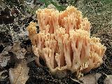 Ramaria formosa