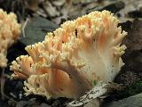 Ramaria formosa