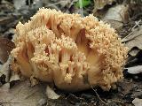 Ramaria formosa