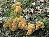 Ramaria formosa