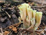 Ramaria apiculata 