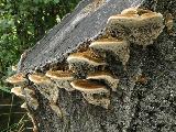 Trametes gallica