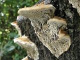 Trametes gallica 