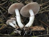 Stropharia inuncta 