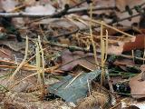 Macrotyphula juncea