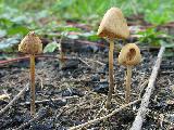 Conocybe rickenii