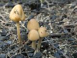 Conocybe rickenii