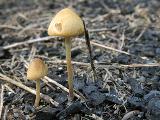 Conocybe rickenii 