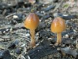 Conocybe rickenii