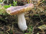 Russula cessans 