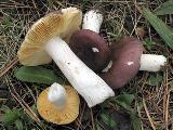 Russula cessans 