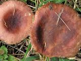 Russula cessans