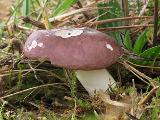 Russula cessans