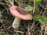 Russula cessans 