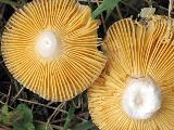 Russula cessans 