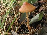 Conocybe rickeniana