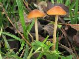 Conocybe rickeniana 