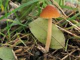 Conocybe rickeniana