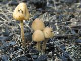 Conocybe rickenii 