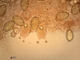 Conocybe rickenii 