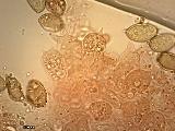 Conocybe rickenii 