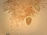 Conocybe rickenii 