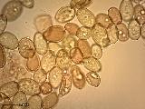 Conocybe rickenii 