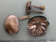 foto Karel Tejkal