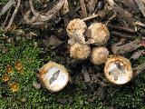 Cyathus olla