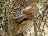 Phellinus pomaceus 