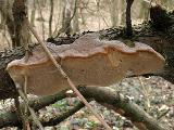 Phellinus pomaceus