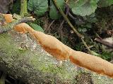 Phellinus pomaceus