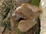 Phellinus pomaceus 