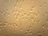 Saccharomyces cerevisiae