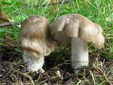 Entoloma lividoalbum 