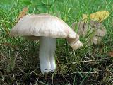 Entoloma lividoalbum 