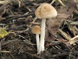 Psathyrella spadiceogrisea