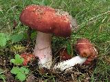 Russula amarissima 