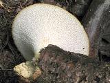 Polyporus tuberaster