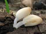 Coprinellus domesticus 