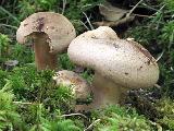 Lactarius helvus