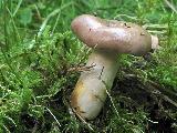 Lactarius uvidus