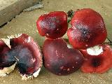 Russula aquosa 