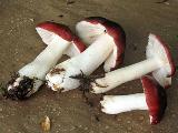 Russula aquosa 