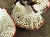 Russula aquosa 
