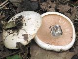 Lactarius controversus 