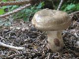 Paxillus involutus